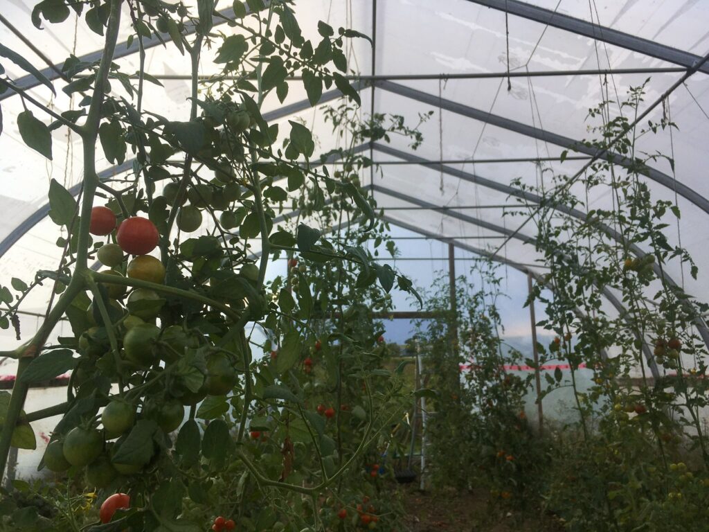 tall tomatoes in a greenhouse - Eat Your (Beet) Greens!