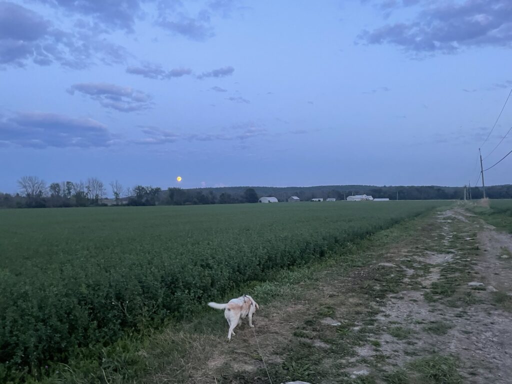 dog in field with moon