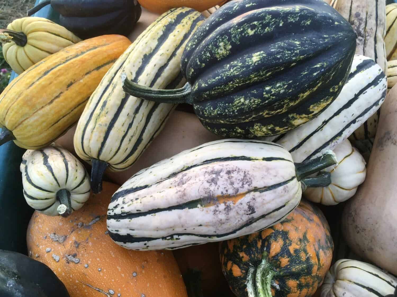 wagon o organic squash - Every Week is Garlic Week 🧄