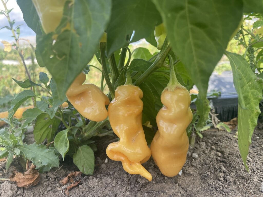 Wobbly Peppers