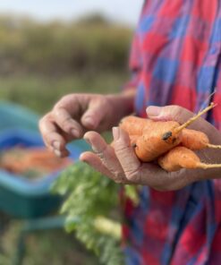 carrots in hand - Organic Vegetables