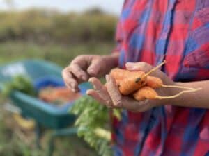 carrots in hand - Happy Thanksgiving