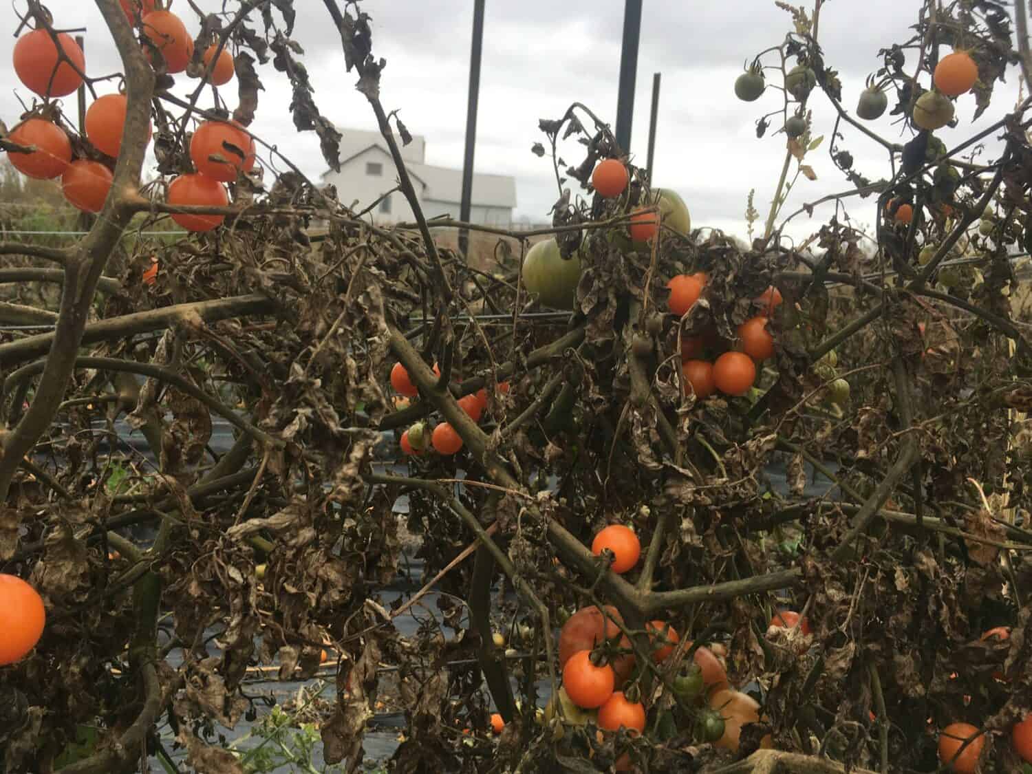 cherry tomatoes - The Persephone Period