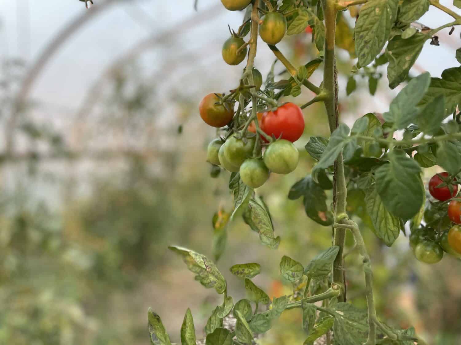 cherry tomatoes in the greenhouse - Summer Sunsets, Fall Harvest