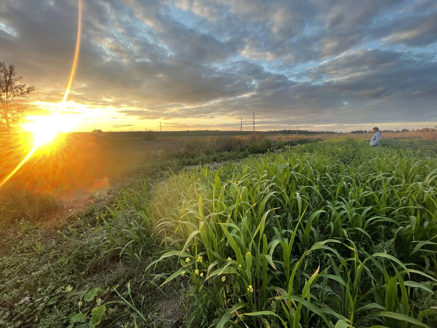 dramatic lens flare - Summer Sunsets, Fall Harvest