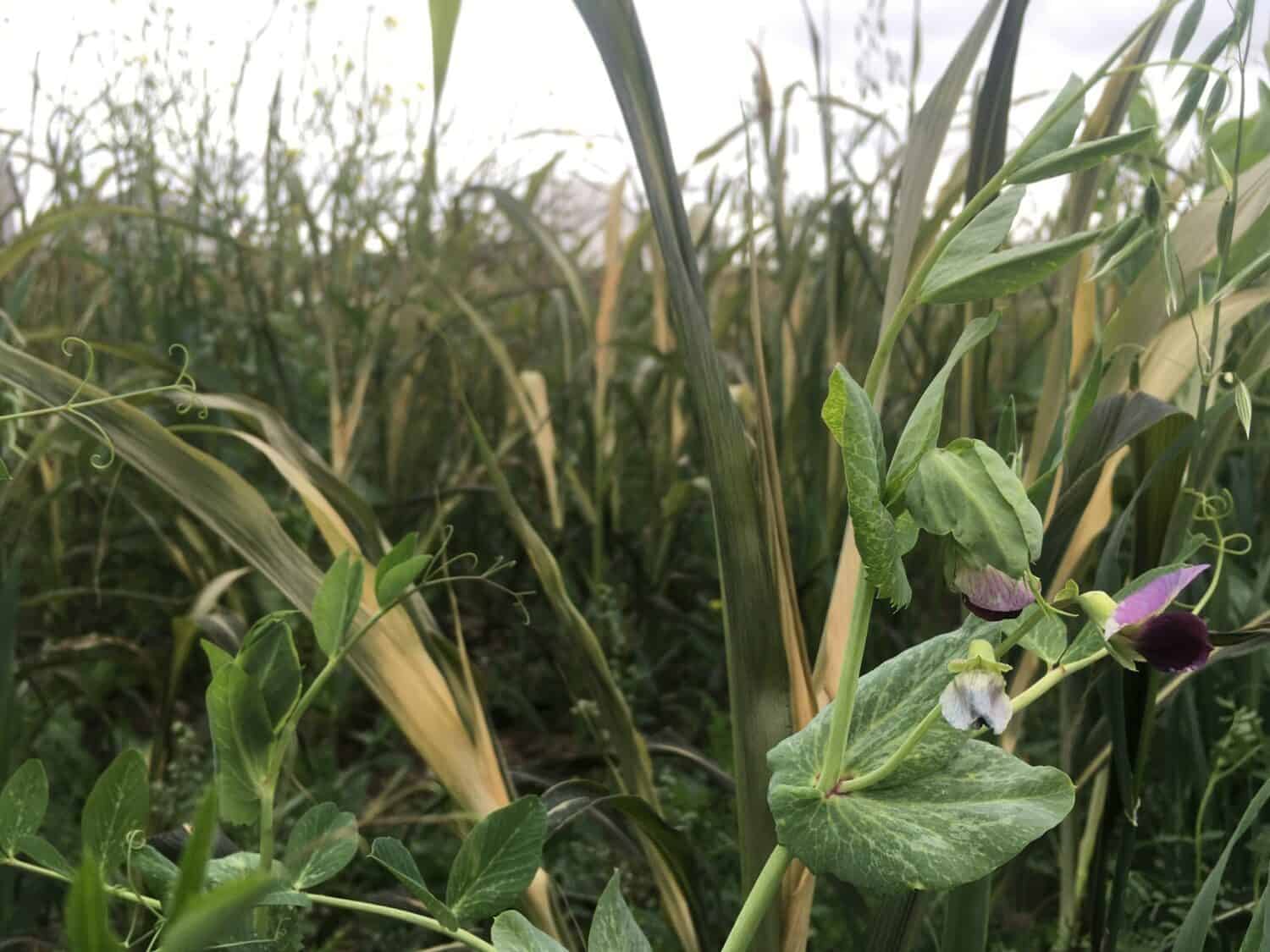 grassy flower - The Persephone Period