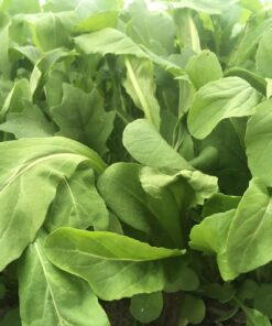 Arugula