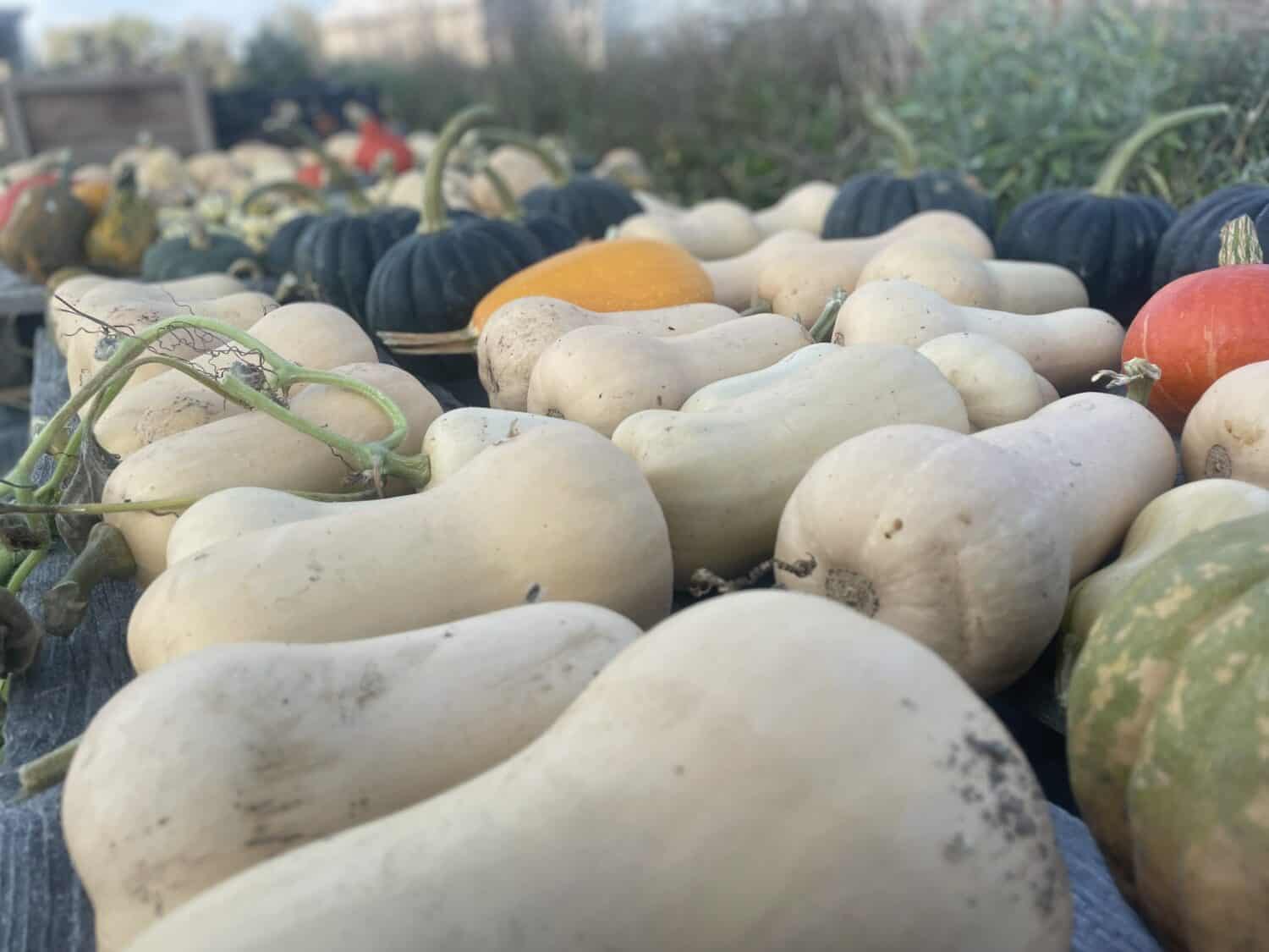 lotsa squash - Summer Sunsets, Fall Harvest