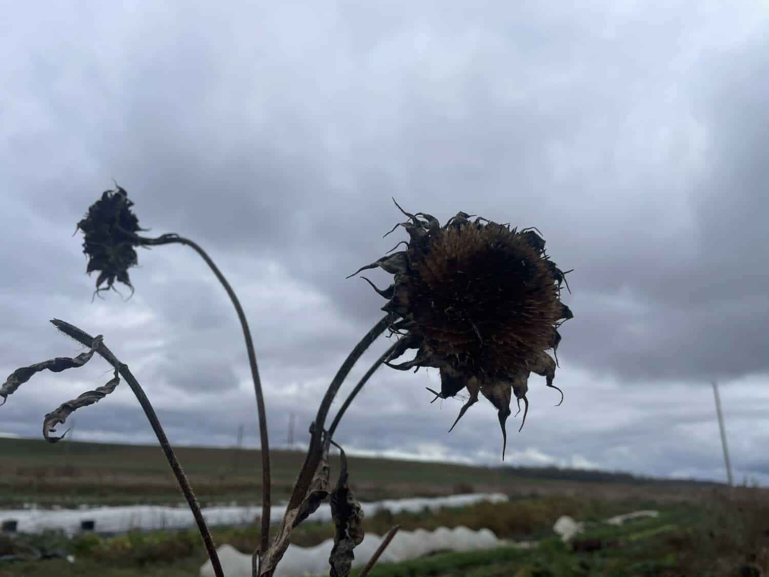 no sun flower - The Summer Season Comes to an End — Spooky Indeed!