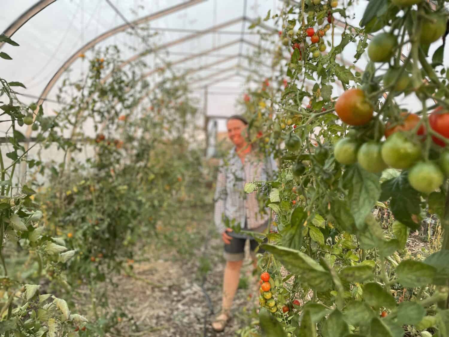 peeking from behind cherry tomatoes in the greenhouse - Summer Sunsets, Fall Harvest