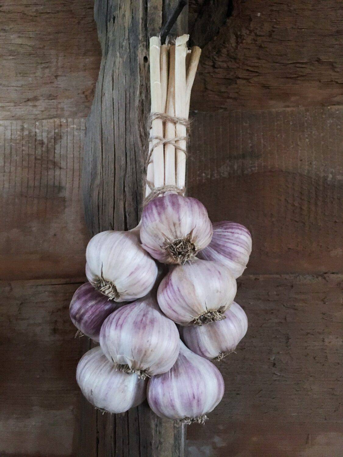 Persian Star Garlic Bundle