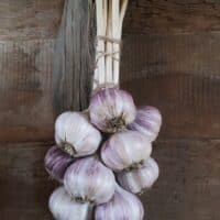 Persian Star Garlic Bundle