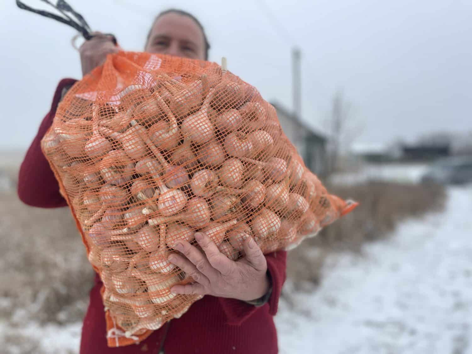 Big Bag of Garlic - Winter, Garlic, Community Supported Agriculture