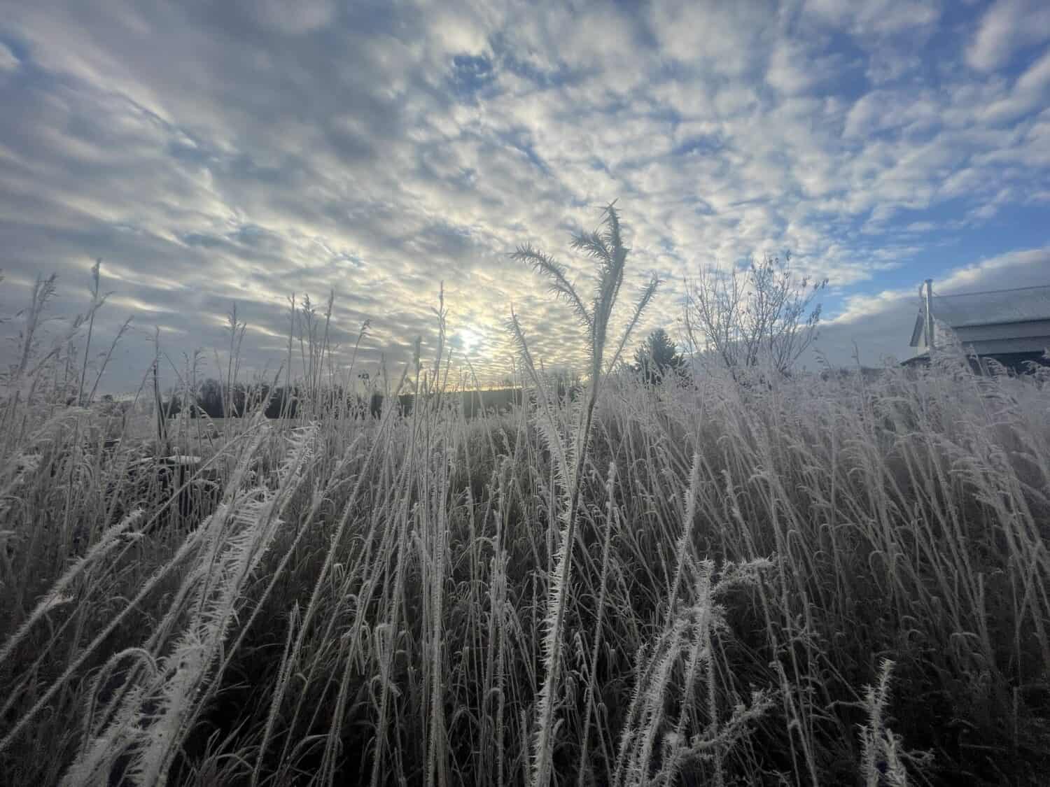 Twitch grass hoarfrost - Winter, Garlic, Community Supported Agriculture