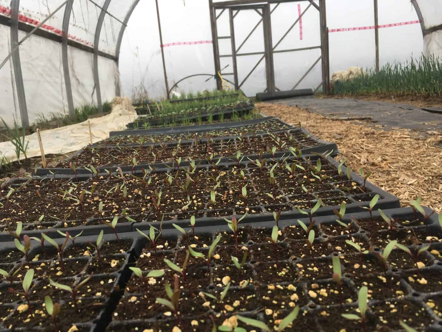 Seedlings in the Greenhouse - April Showers Upon Showers
