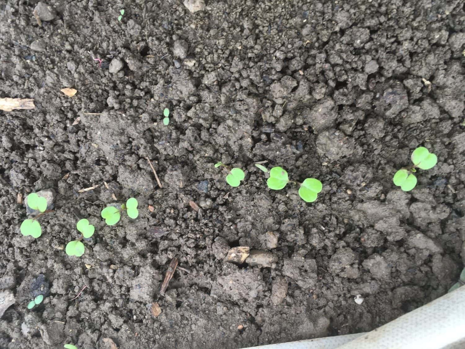 Seedlings in the mud - April Showers Upon Showers