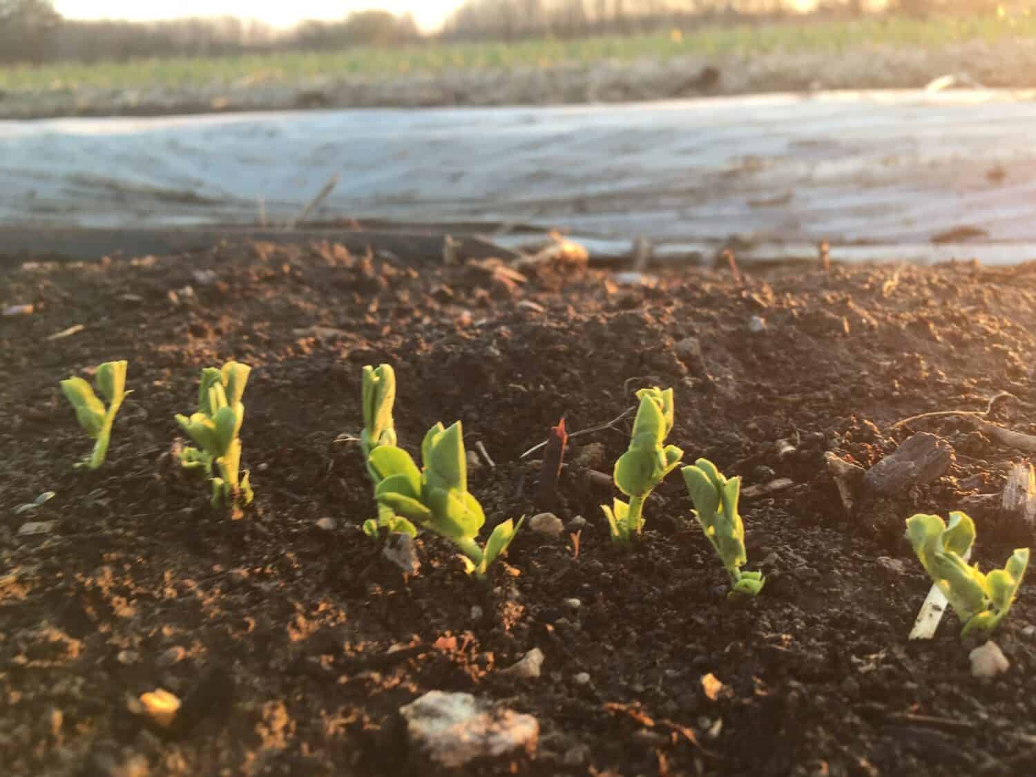 The Future of Garlic - April Showers Upon Showers