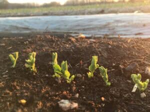 The Future of Garlic - April Showers Upon Showers