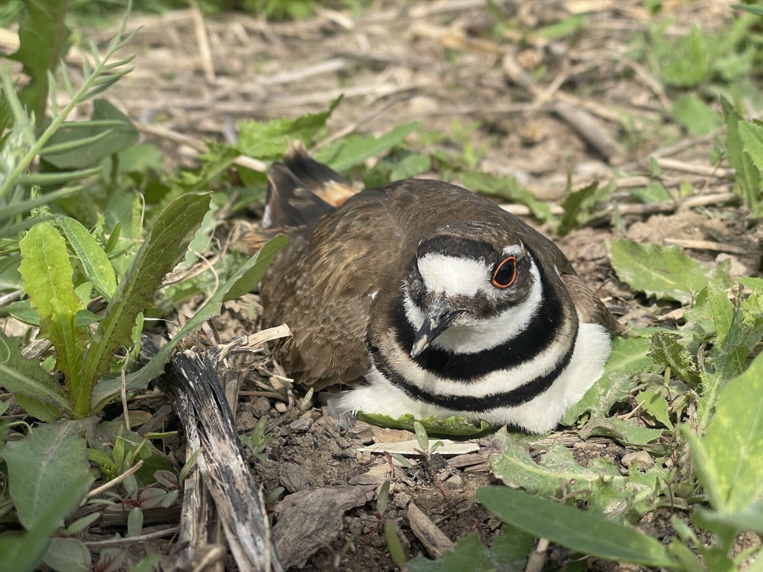 Killdeer - Farmhands & Trellises, Markets & Mowers