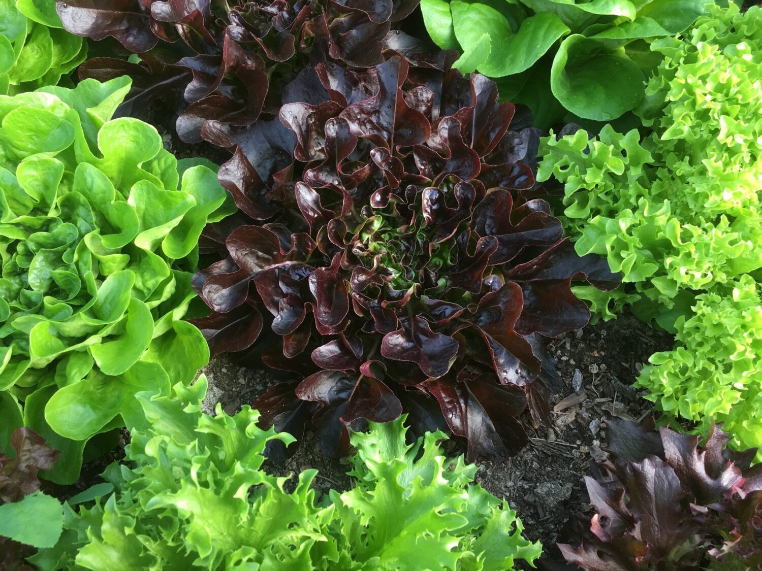 Vegetal Cosmos - Farmhands & Trellises, Markets & Mowers