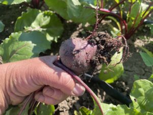 Dirty Beet - The Beets Grow On