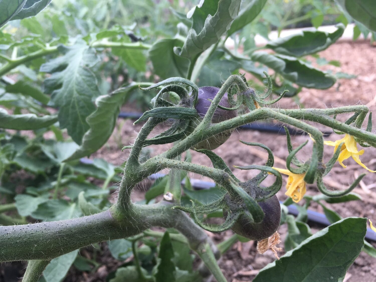 Gnarly Greens - First CSA Pick-Up of the Season + Back at Dufferin Grove this Week!
