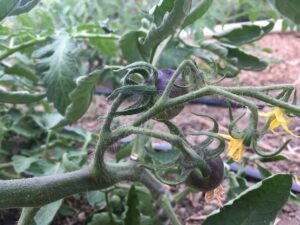 Gnarly Greens - First CSA Pick-Up of the Season + Back at Dufferin Grove this Week!