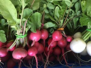 Radishes red balloons - Salad Days