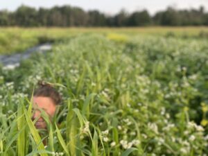 Cover Crops - Cover Crops and Calendula