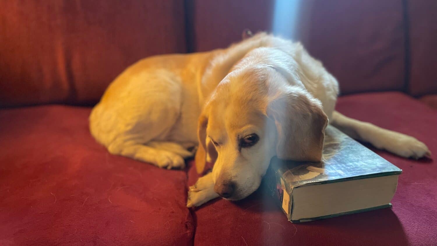 holiday dog - Knuckle Down Holiday News 😎