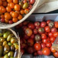 tomatoes rolling in - Tomato Seedlings