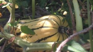 big Squash - September Squash Update