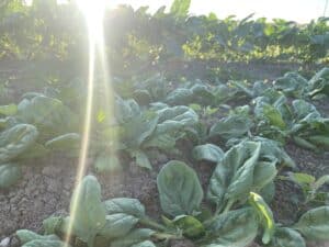 spinach in the ground - Sunshine and Spinach