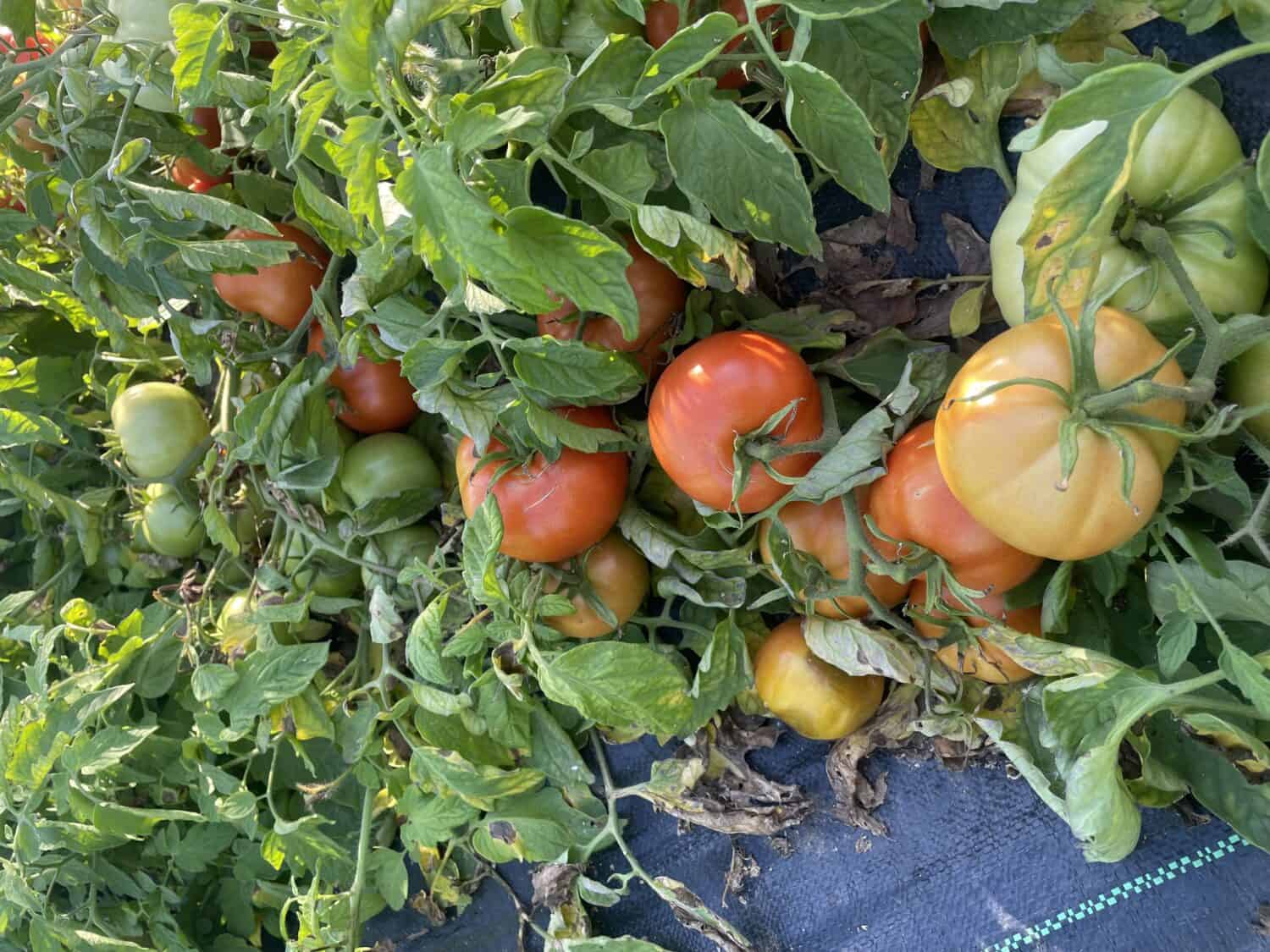 tomatoes - All the Things of Summer