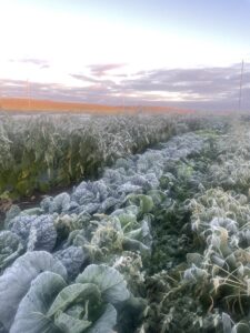 Frosty Cabbages - Under the Weather