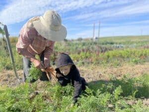 carrot harvest - Winter Update: CSA share registration now open!