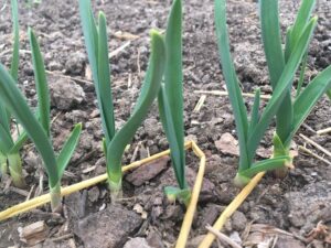sprouting greens - Spring Equinox News 🌞🌛