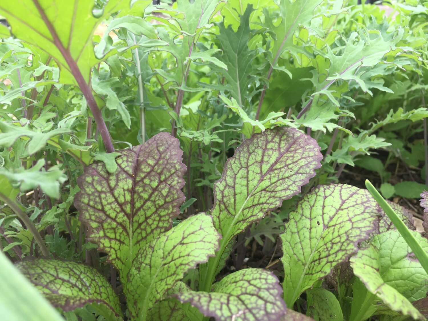 Arugula I think 1 - Fresh Glass, Spring Rain, Welcome Back 🌱