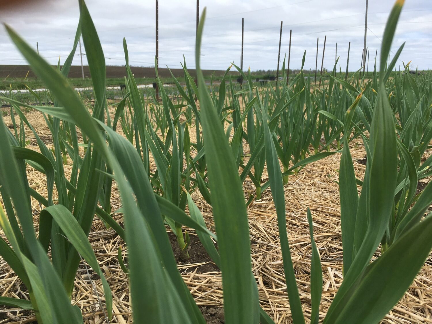 Garlic Plants 1 - Fresh Glass, Spring Rain, Welcome Back 🌱