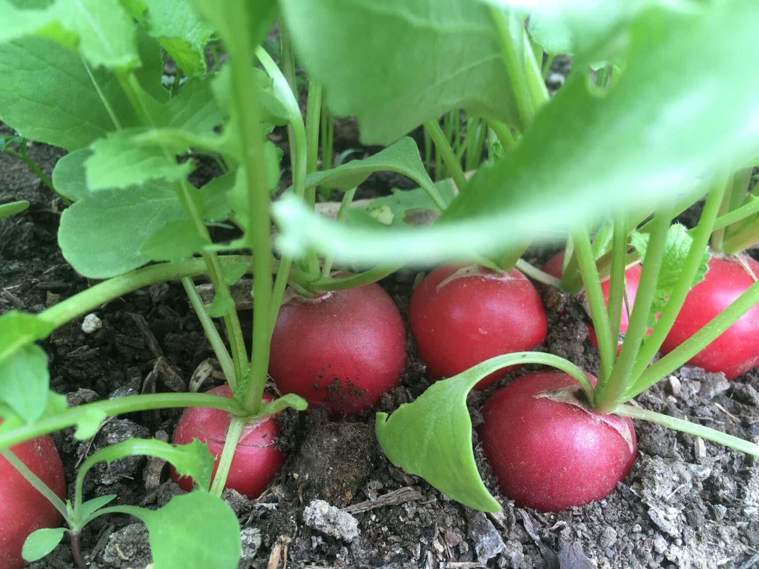 Radish 1 - Fresh Glass, Spring Rain, Welcome Back 🌱