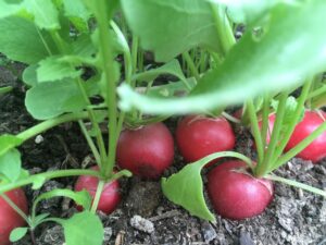 Radish 1 - Fresh Glass, Spring Rain, Welcome Back 🌱