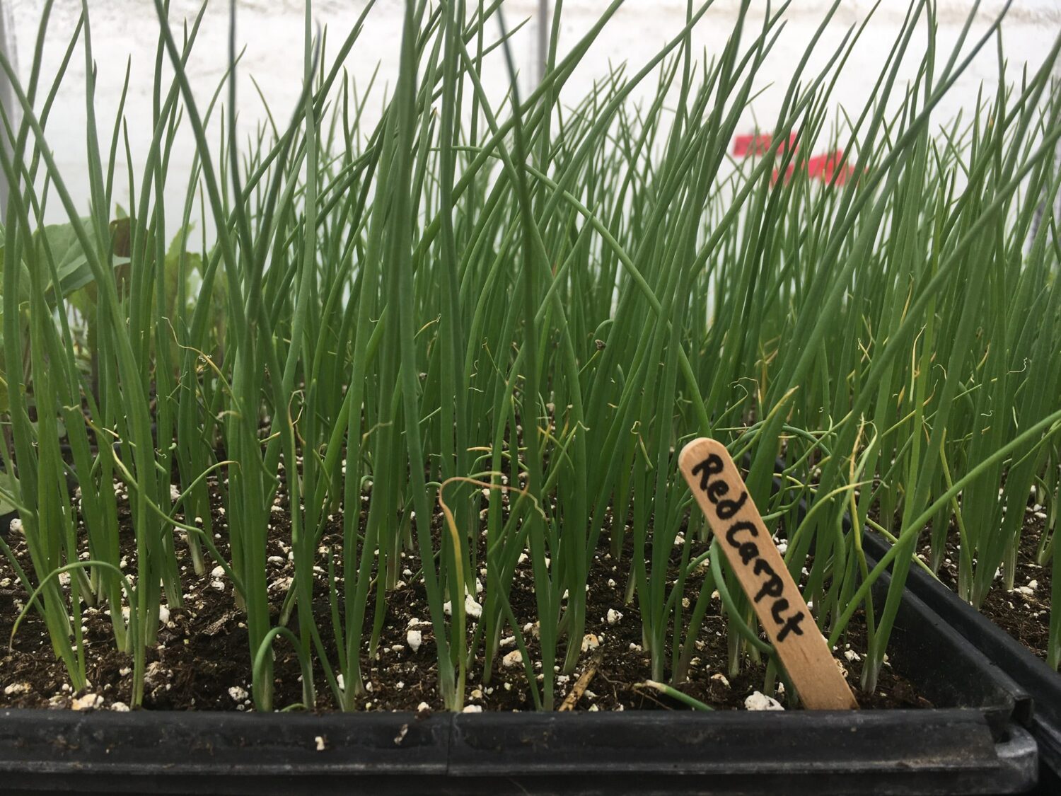 Red Carpet Onion Seedlings 1 - Fresh Glass, Spring Rain, Welcome Back 🌱