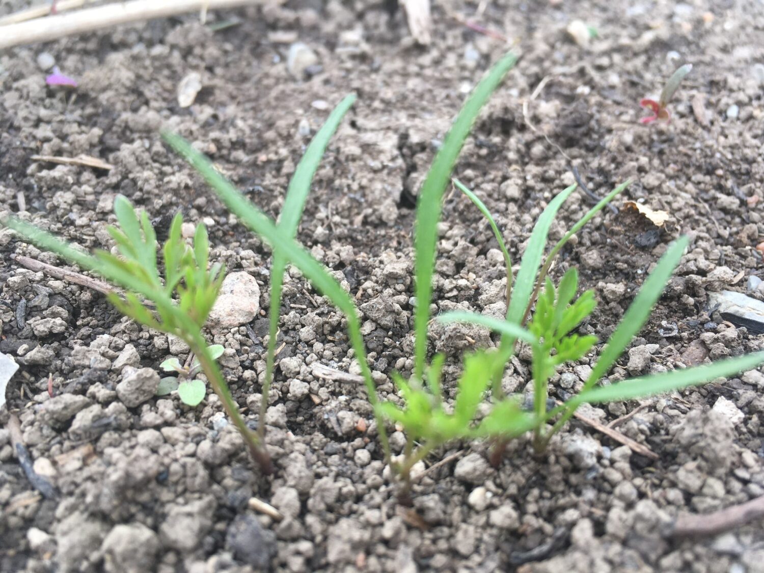 Spring Sprouts 1 - Fresh Glass, Spring Rain, Welcome Back 🌱