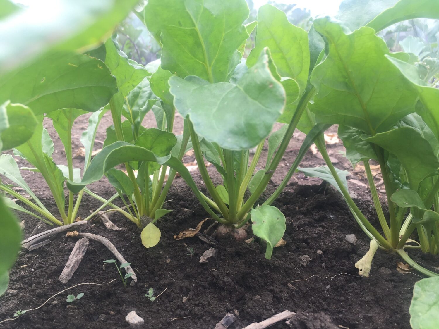 beets in the ground - Irrigated Lettuce & Zuke Flowers