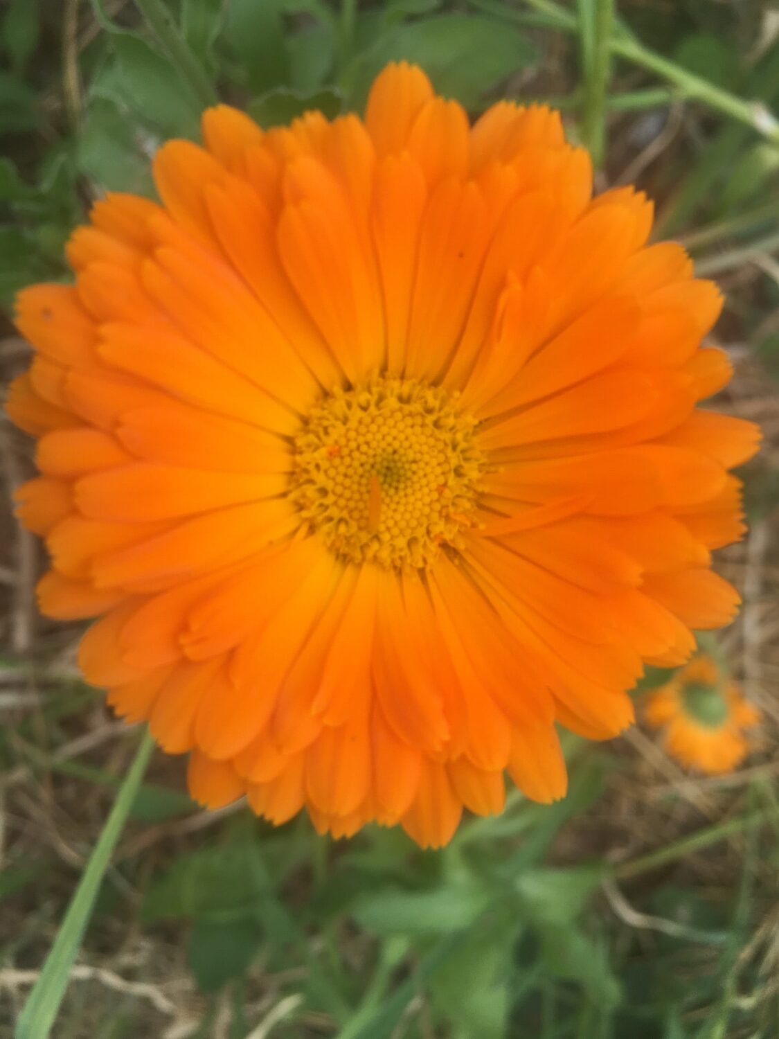 calendula flower - Irrigated Lettuce & Zuke Flowers