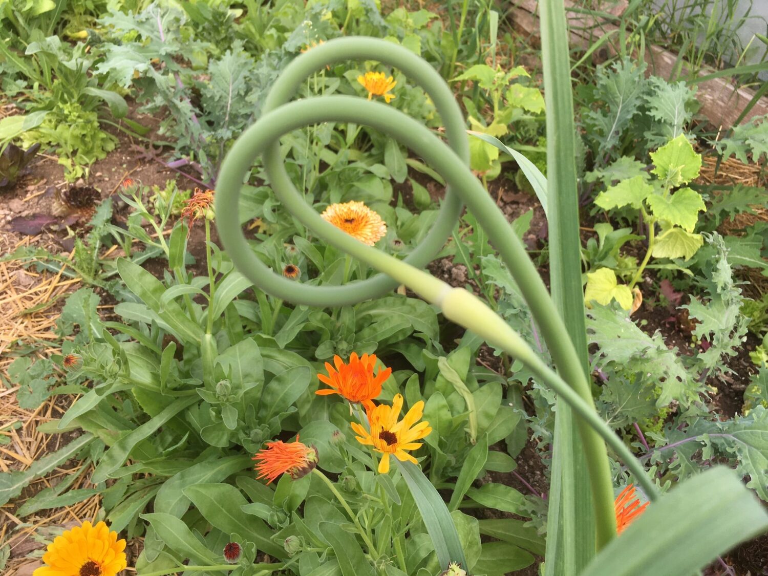 garlic scape and flowers - Smoked Out of the Field 🔥 Time for an Update!