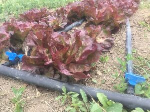 irrigated lettuce - Irrigated Lettuce & Zuke Flowers