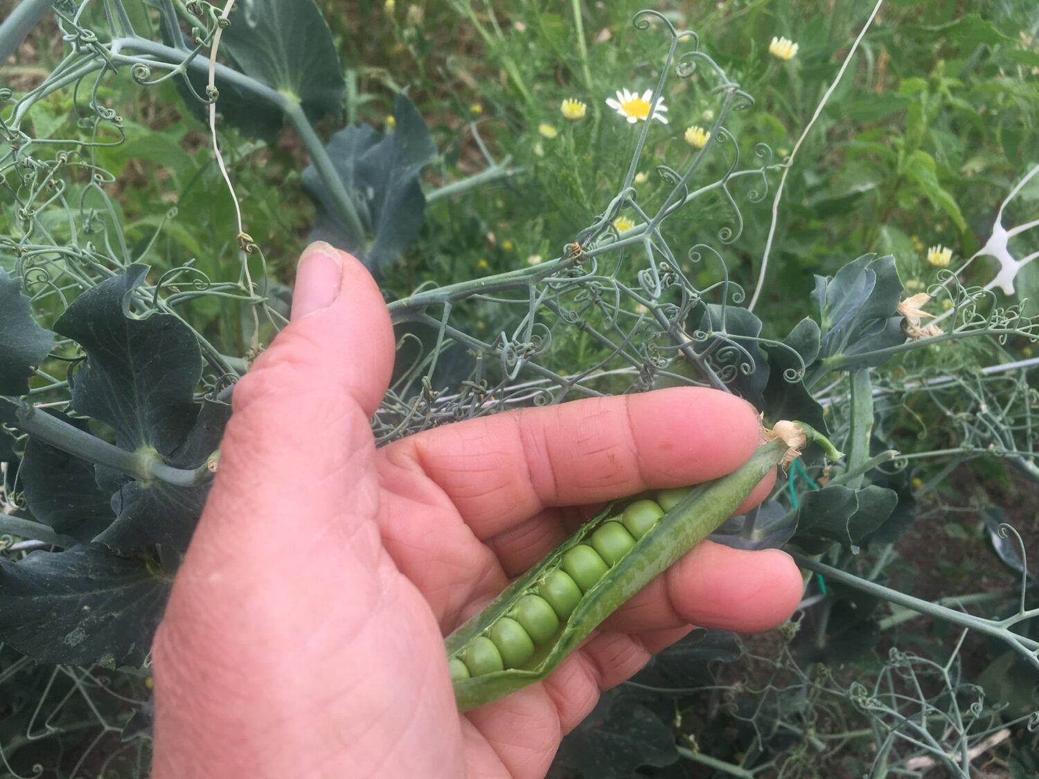 peas in hand - Irrigated Lettuce & Zuke Flowers
