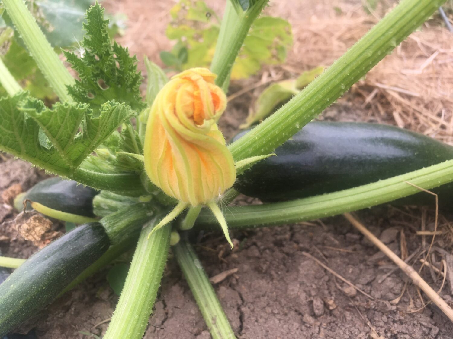 zuke flower - Irrigated Lettuce & Zuke Flowers