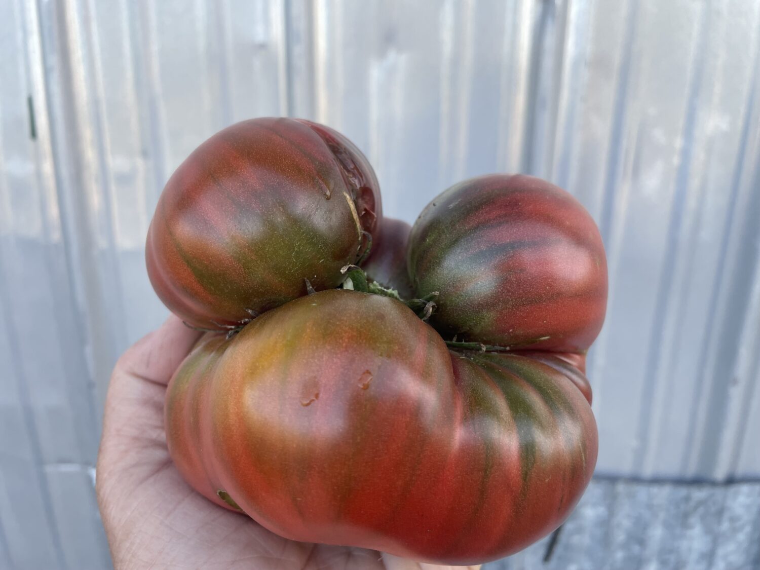 behold the tomate - Jump in the Puddles and Eat Your Weeds